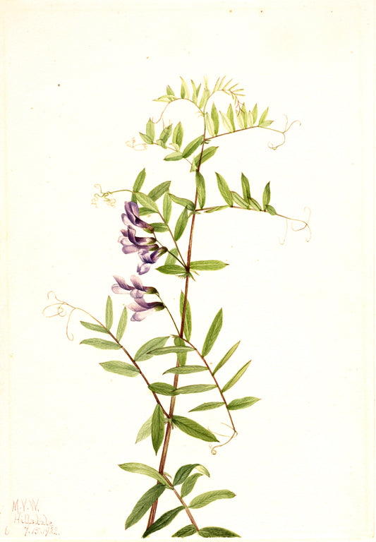 American Vetch (Vicia americana), vintage artwork by Mary Vaux Walcott, 12x8" (A4) Poster