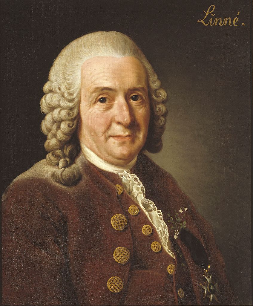 Carl von Linne, vintage artwork by Alexander Roslin, 12x8" (A4) Poster