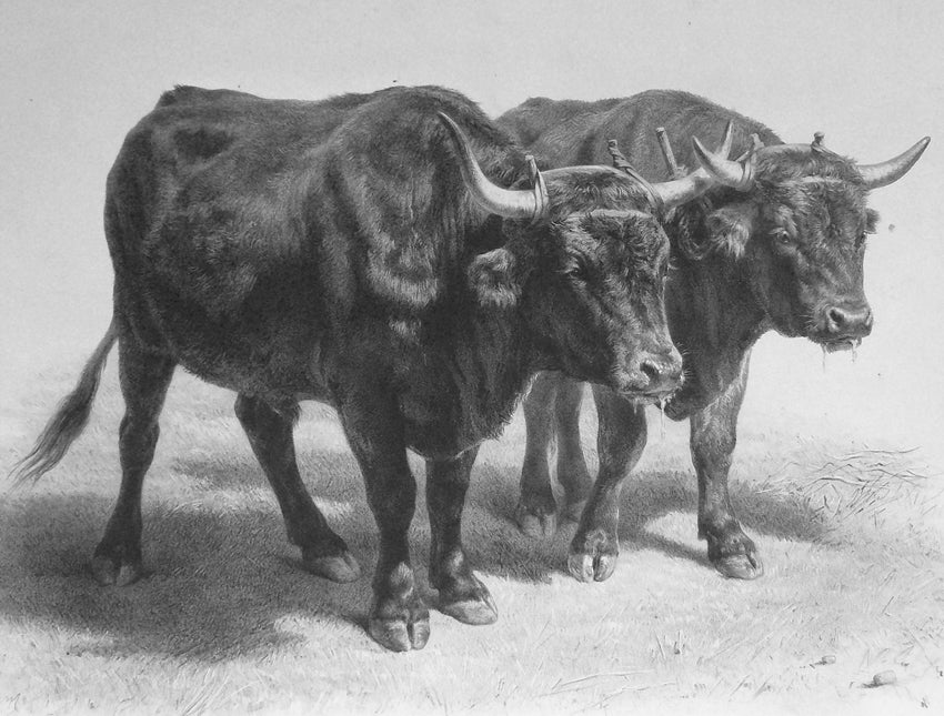 Boeufs du Cantal, vintage artwork by Louis Emmanuel Soulange-Teissier, A3 (16x12") Poster Print