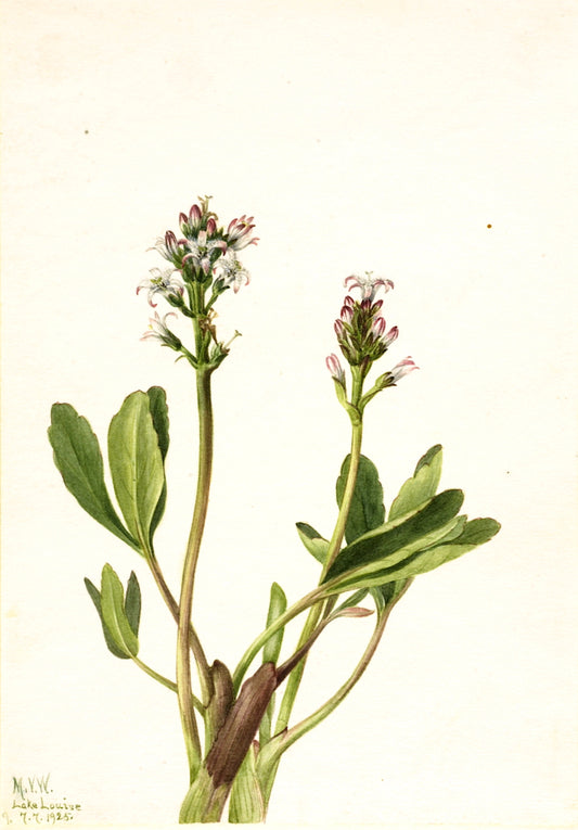 Bogbean (Menyanthes trifoliata), vintage artwork by Mary Vaux Walcott, 12x8" (A4) Poster