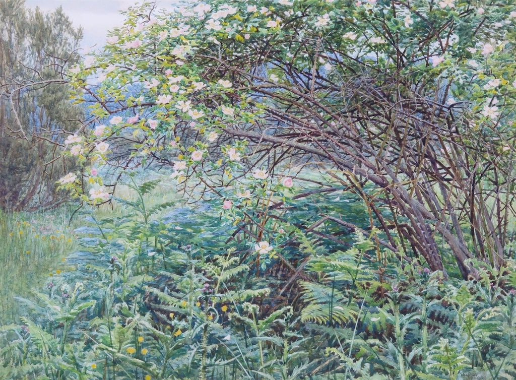 Wild Rose and Bracken by Woodbine Kendall Hinchliff,16x12(A3) Poster