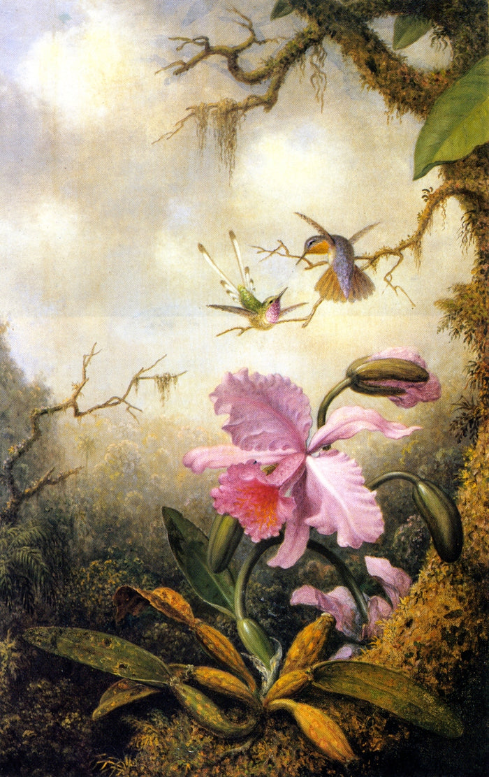 Hummingbirds and Orchids, vintage artwork by Martin Johnson Heade, A3 (16x12