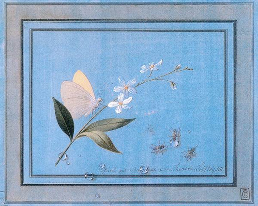 Flower, Butterfly and Flies, vintage artwork by Fedor Tolstoy, 12x8" (A4) Poster