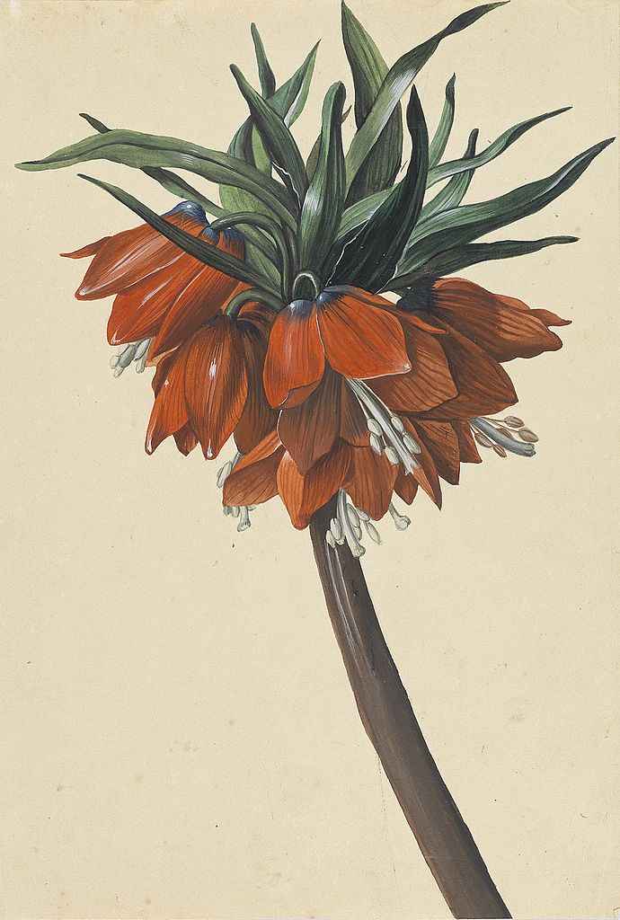 Frittelaria imperialis, vintage artwork by Sebastian Wegmayr, 12x8" (A4) Poster