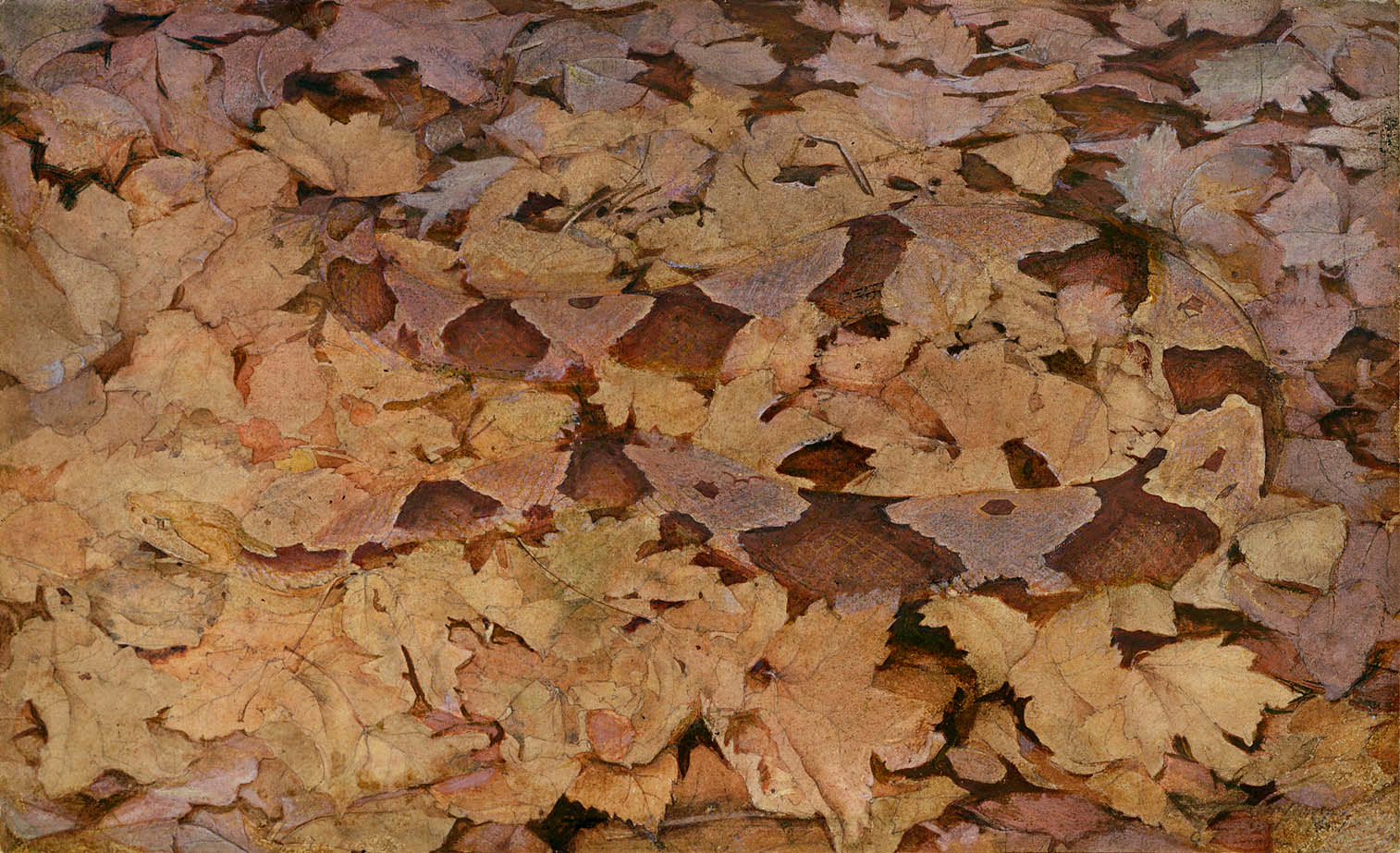 Copperhead Snake on Dead Leaves, vintage artwork by Abbott Handerson Thayer, 12x8" (A4) Poster