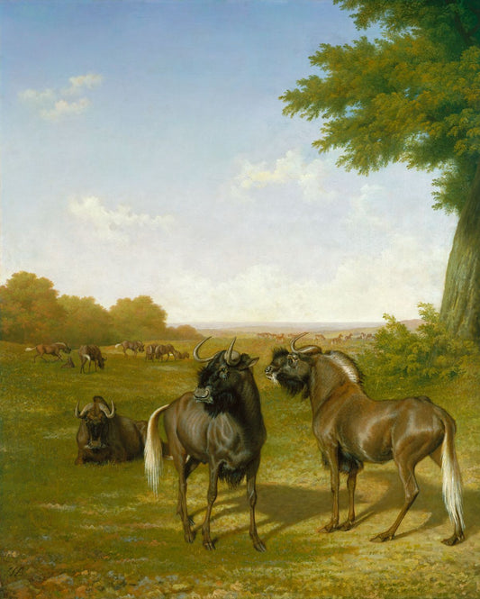 White-tailed gnus, vintage artwork by Jacques-Laurent Agasse, 12x8" (A4) Poster