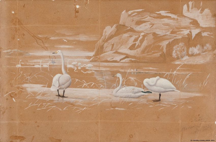 Swans (sketch), vintage artwork by Ferdinand von Wright, 12x8" (A4) Poster