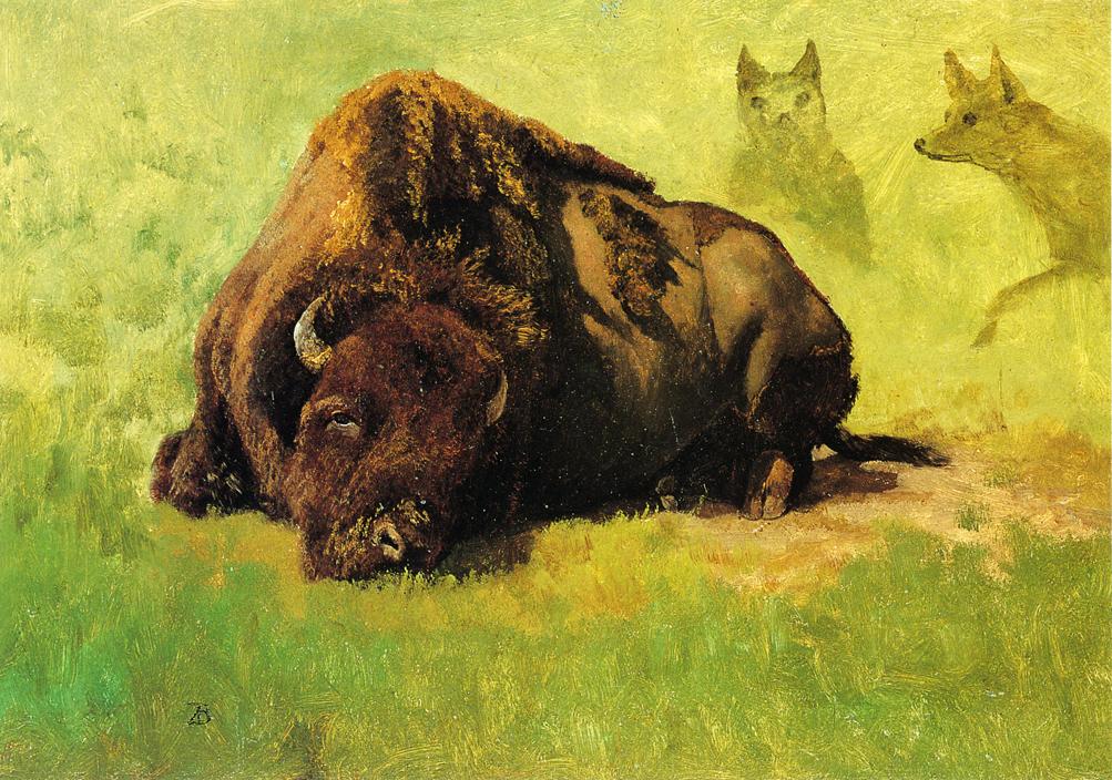 Bison with Coyotes in the Background, vintage artwork by Albert Bierstadt, 12x8" (A4) Poster