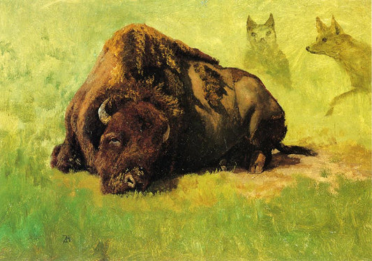 Bison with Coyotes in the Background, vintage artwork by Albert Bierstadt, 12x8" (A4) Poster