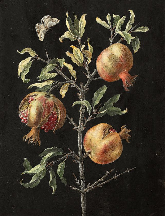 Pomegranate, vintage artwork by Barbara Regina  Dietzsch, 12x8" (A4) Poster