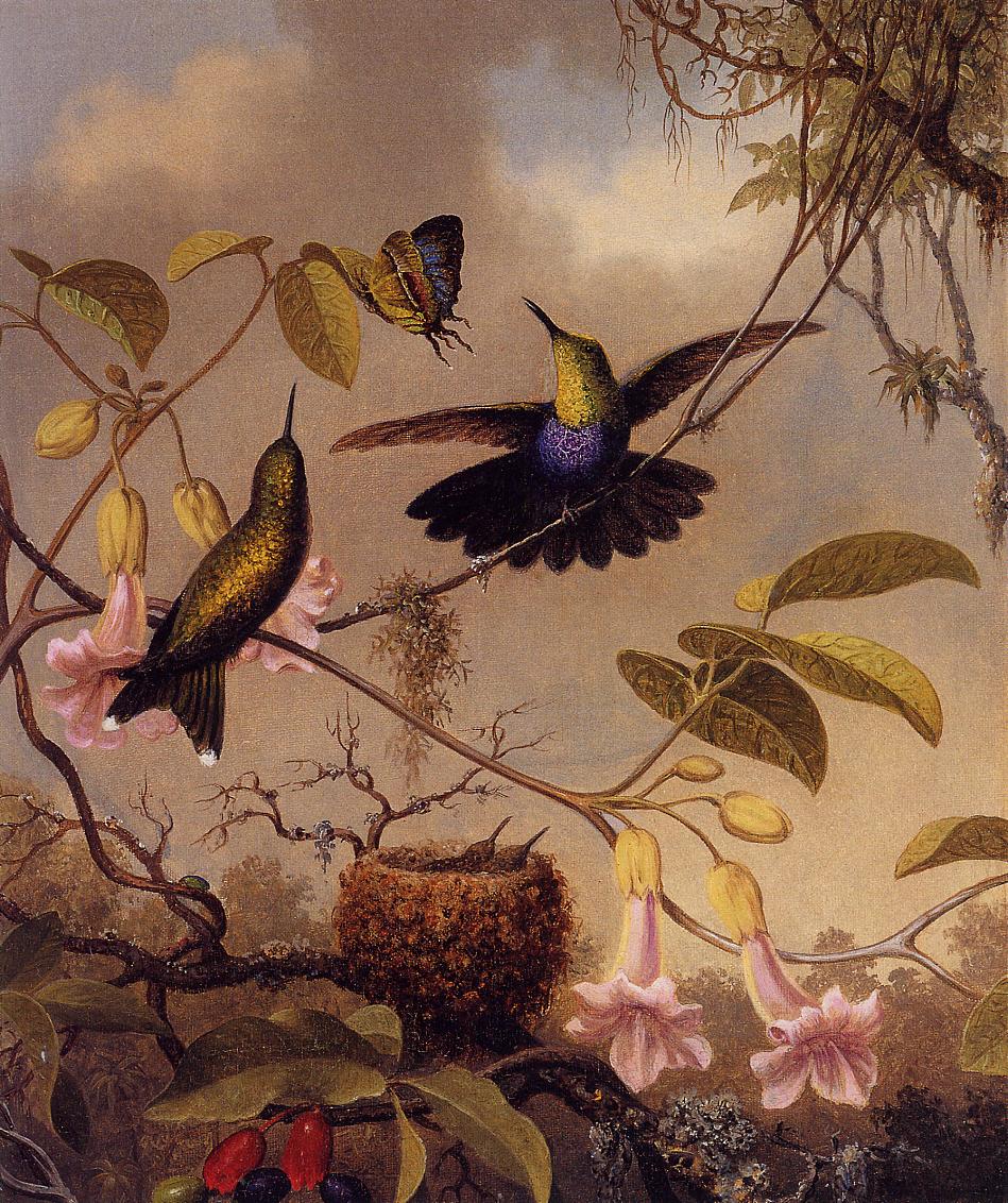 Fork-Tailed Woodnymph, vintage artwork by Martin Johnson Heade, A3 (16x12") Poster Print