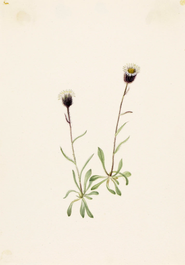Aleutian Fleabane (Erigeron unalaschensis), vintage artwork by Mary Vaux Walcott, 12x8" (A4) Poster