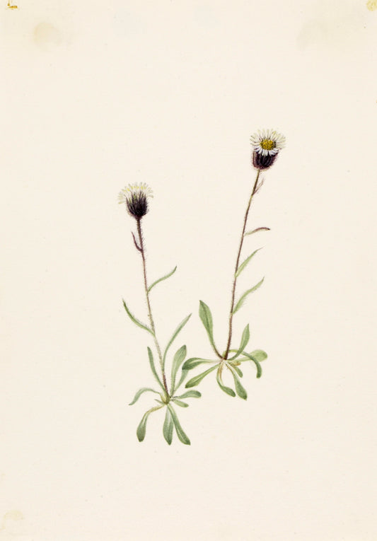 Aleutian Fleabane (Erigeron unalaschensis), vintage artwork by Mary Vaux Walcott, 12x8" (A4) Poster