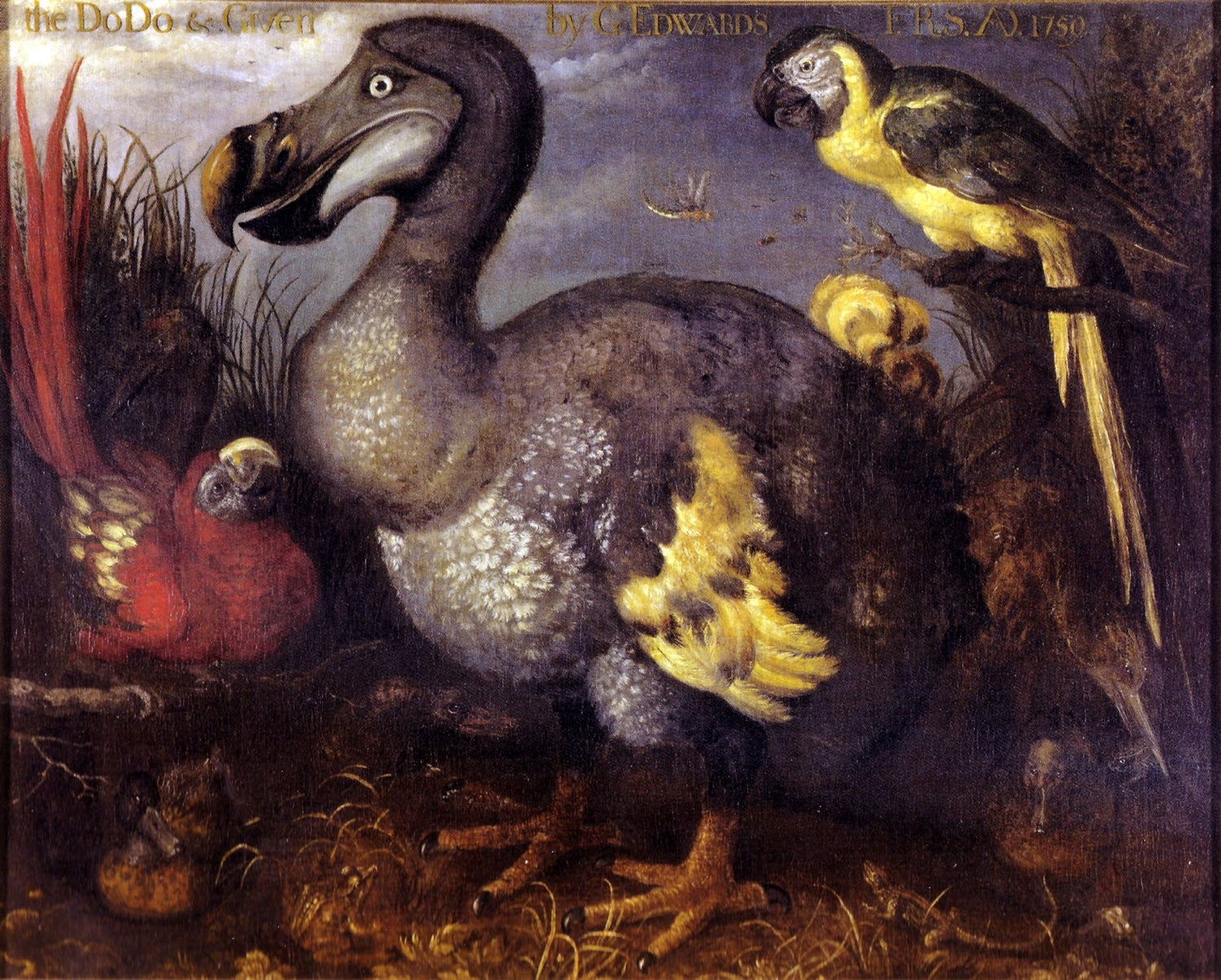 Edward's Dodo, vintage artwork by Roelant Savery, A3 (16x12") Poster Print