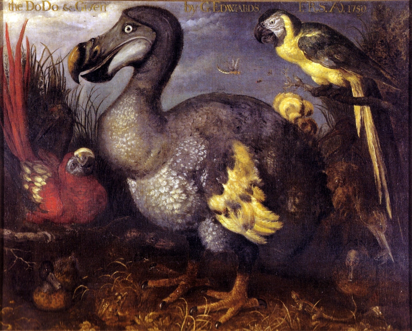 Edward's Dodo, vintage artwork by Roelant Savery, A3 (16x12") Poster Print