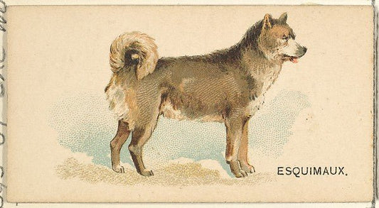 :Esquimaux Husky from the Dogs of the World series for Old Judge Cigarettes 1890, vintage artwork, 16x12"(A3) Poster Print