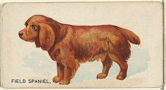 :Field Spaniel from the Dogs of the World series for Old Judge Cigarettes 1890, vintage artwork, 16x12"(A3) Poster Print