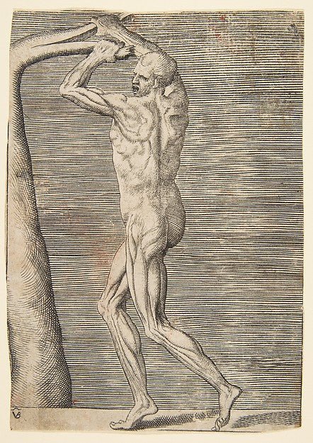 Flayed man arms raised holding the branch of a tree c1531–76-G, vintage art, A3 (16x12") Poster Print