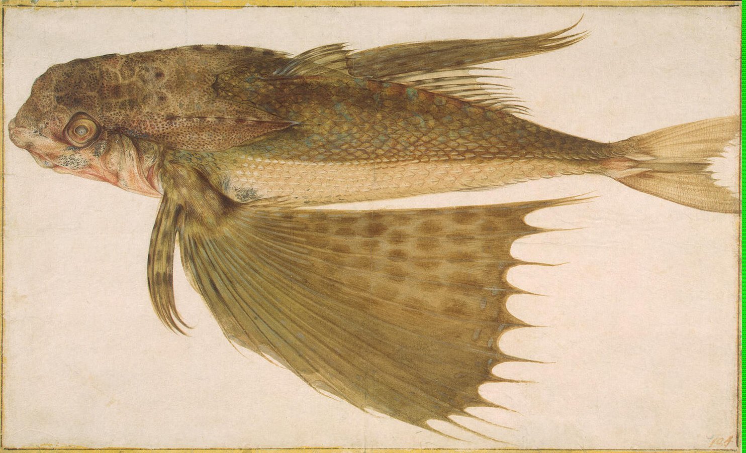 Flying Gurnard, vintage artwork by Jacopo Ligozzi, A3 (16x12") Poster Print
