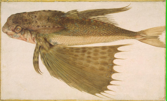 Flying Gurnard, vintage artwork by Jacopo Ligozzi, A3 (16x12") Poster Print