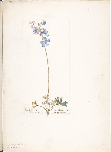 Foothills Larkspur  Delphinium scaposum May 13, 1912-Margaret , vintage art, A3 (16x12") Poster Print