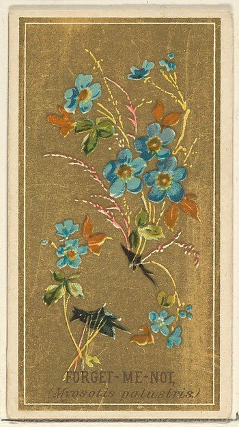:Forget-Me-Not  from the Flowers series for Old Judge Cigarettes 1890, vintage artwork, 16x12"(A3) Poster Print