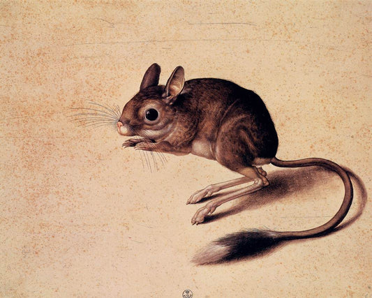 Gerbil, vintage artwork by Jacopo Ligozzi, A3 (16x12") Poster Print