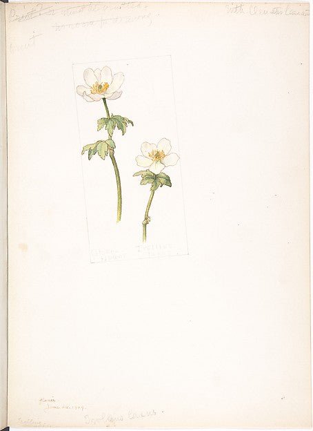 Globe flower  Trollius laxus June 26, 1909-Margaret Neilson Ar, vintage art, A3 (16x12") Poster Print