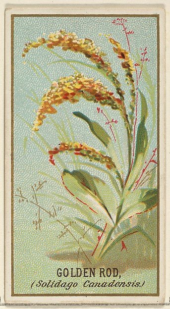:Golden Rod  from the Flowers series for Old Judge Cigarettes 1890, vintage artwork, 16x12"(A3) Poster Print