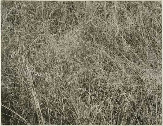 Grass by  Alfred Stieglitz, 23x16"( A2 size) Poster Print