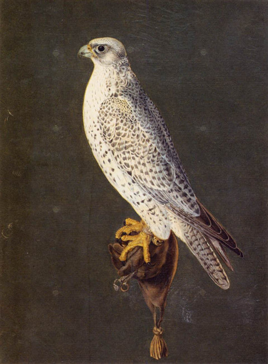 Gyrfalcon, vintage artwork by Giuseppe Arcimboldo, A3 (16x12") Poster Print