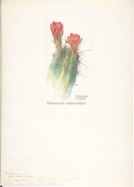 Hedgehog Cactus  Echinocereus polyacanthus May 9, 1912-Margare, vintage art, A3 (16x12") Poster Print