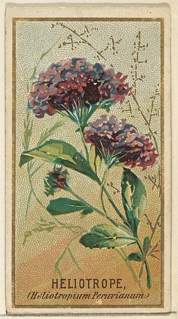 :Heliotrope  from the Flowers series for Old Judge Cigarettes 1890, vintage artwork, 16x12"(A3) Poster Print
