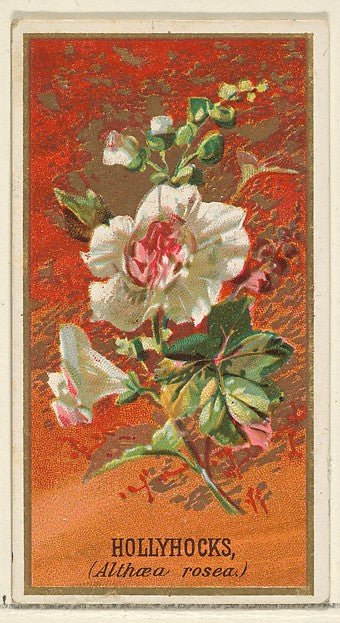 :Hollyhocks  from the Flowers series for Old Judge Cigarettes 1890, vintage artwork, 16x12"(A3) Poster Print