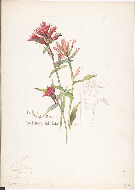 Indian Paint Brush  Castilleja miniata June 29, 1909-Margaret , vintage art, A3 (16x12") Poster Print