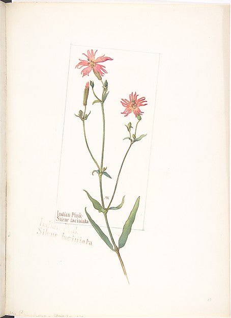 Indian Pink  Silene laciniata 1912-Margaret Neilson Armstrong , vintage art, A3 (16x12") Poster Print