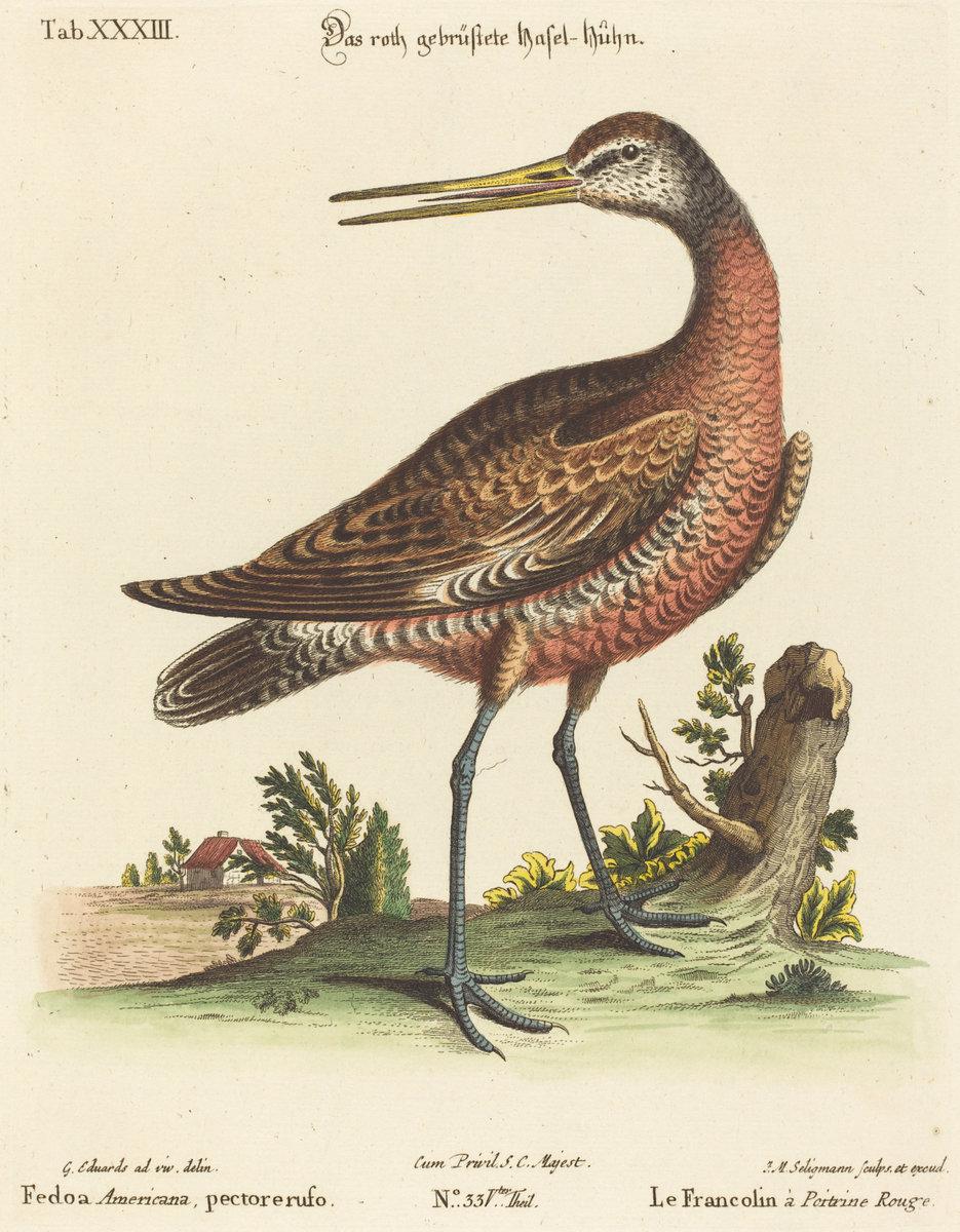 Johann Michael Seligmann after George Edwards:Fedoa American,16x12"(A3) Poster