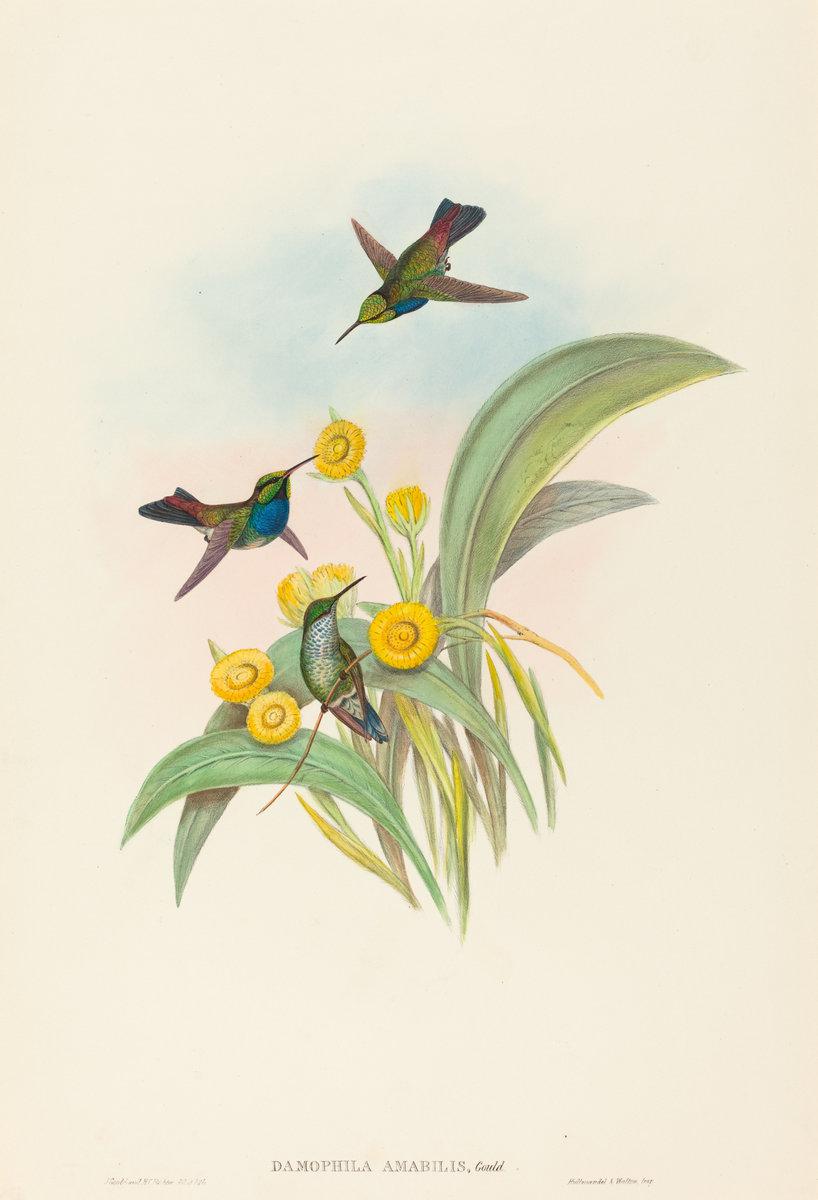 John Gould and H.C. Richter:Damophila amabilis (Blue-breaste,16x12"(A3) Poster