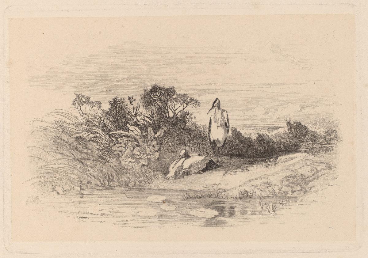 Karl Bodmer:Herons,16x12"(A3) Poster