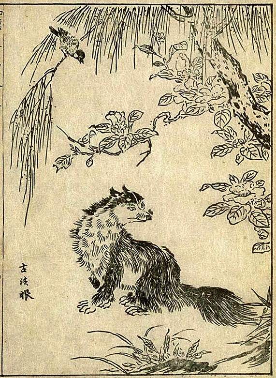 kitsune, historic, vintage ukiyo-e Japan artwork,12x8"(A4) Poster Print