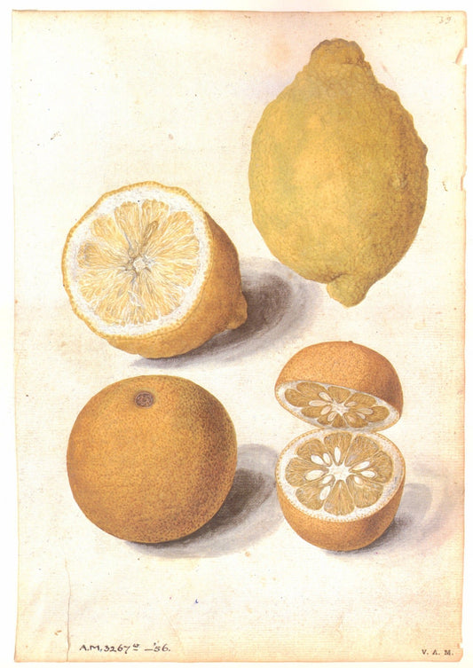 Lemon and Seville Orange Fruits, vintage artwork by Jacques le Moyne de Morgues, A3 (16x12") Poster Print