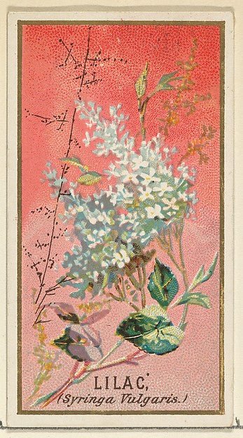 :Lilac  from the Flowers series for Old Judge Cigarettes 1890, vintage artwork, 16x12"(A3) Poster Print