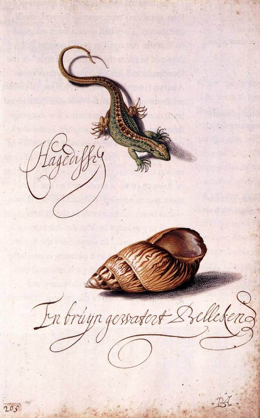 Lizard and Shell, vintage artwork by Balthasar van der Ast, 12x8" (A4) Poster