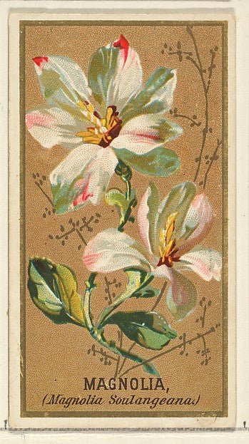:Magnolia  from the Flowers series for Old Judge Cigarettes 1890, vintage artwork, 16x12"(A3) Poster Print