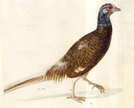 Male Pheasant, vintage artwork by Giuseppe Arcimboldo, A3 (16x12") Poster Print