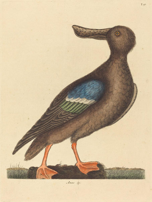 Mark Catesby:The Blue Winged Shoveler (Anas clypeata foemina,16x12"(A3) Poster
