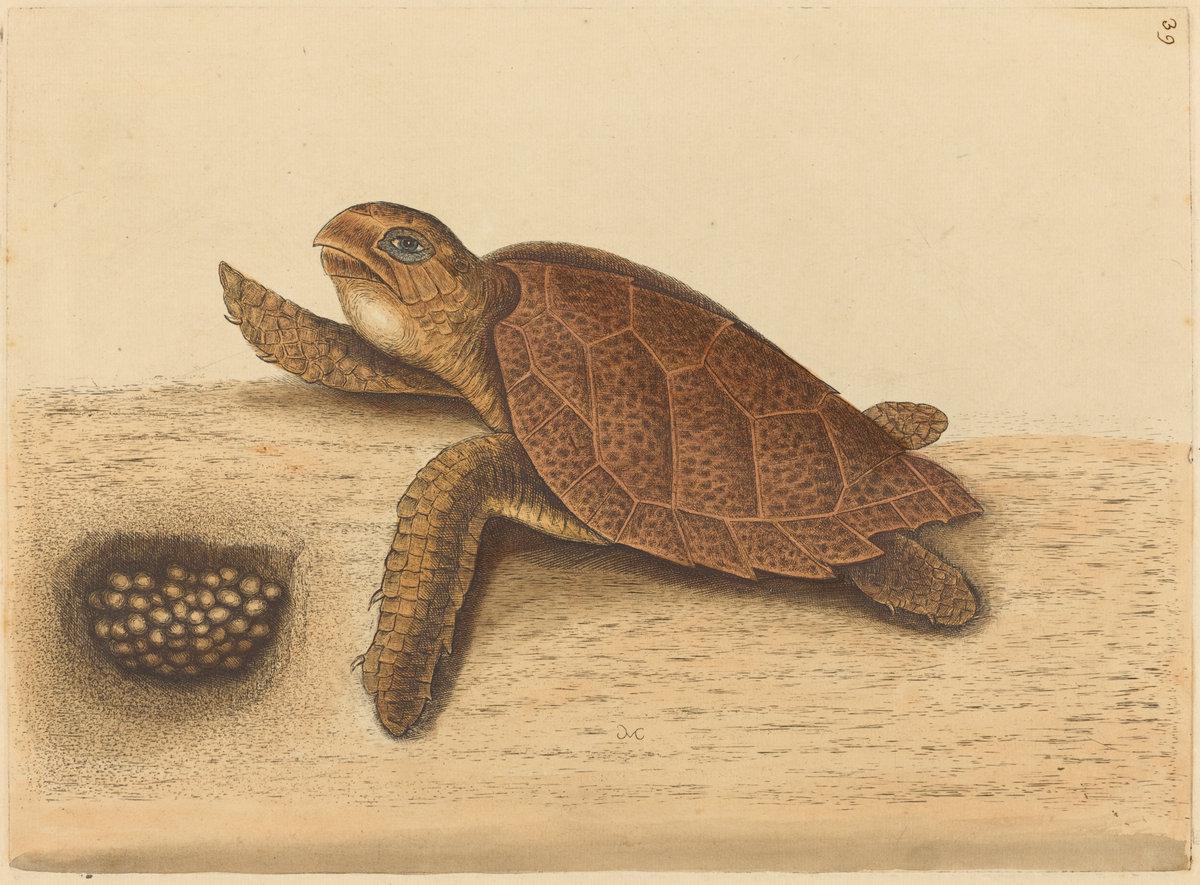 Mark Catesby:The Hawks-bill Turtle (Testudo caretta),16x12"(A3) Poster