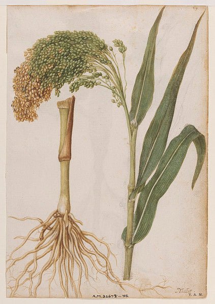 Millet, vintage artwork by Jacques le Moyne de Morgues, A3 (16x12") Poster Print