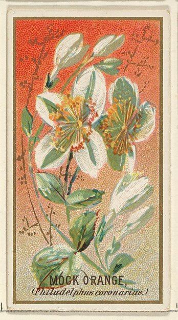 :Mock orange  from the Flowers series for Old Judge Cigarettes 1890, vintage artwork, 16x12"(A3) Poster Print