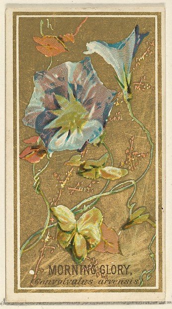 :Morning Glory  from the Flowers series for Old Judge Cigarettes 1890, vintage artwork, 16x12"(A3) Poster Print